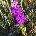 Delphinium orientale Kvet