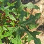 Brachychiton discolor Hoja