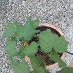 Gossypium herbaceum Likasa