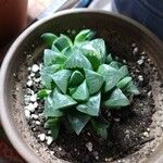Haworthia mutica Hoja