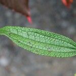 Boehmeria penduliflora Leaf