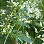 Chaerophyllum aureum Blatt