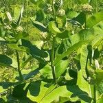 Asclepias viridiflora आदत