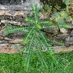 Phyllanthus amarus Folla