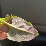 Atriplex glabriuscula Folha