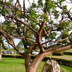 Bursera simaruba പുറംതൊലി