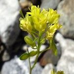 Biscutella intermedia Flower