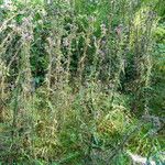 Cirsium palustre 樹皮
