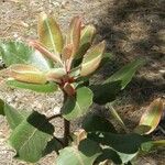 Arbutus xalapensis موطن