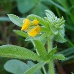 Hymenocarpos circinnatus Flower