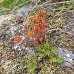 Sedum atratum Flor