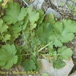 Geum heterocarpum Hàbitat