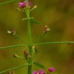 Ammannia auriculata Flower