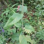 Monarda fistulosa 葉