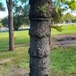 Araucaria angustifolia Bark