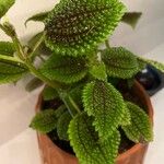 Pilea mollis Frunză