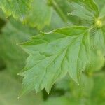 Geum aleppicum Leaf