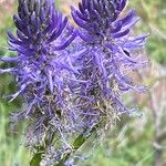 Phyteuma betonicifolium Flor