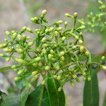 Psychotria coptosperma Vrucht