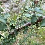 Ceanothus crassifolius Bark