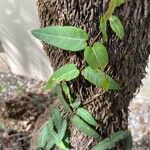 Ficus tinctoria Liść