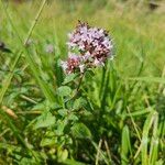 Origanum vulgareফুল