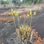 Cyrtopodium andersonii Habit