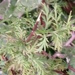 Artemisia annua Blatt