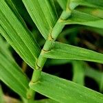 Bromus inermis кора