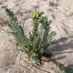 Euphorbia paralias Pokrój