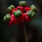 Clerodendrum buchananii Fruto