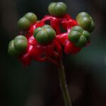 Clerodendrum buchananii Fruit