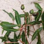 Corymbia gummifera Folha