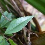 Embelia angustifolia Leaf