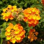 Lantana aculeata Flors