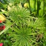 Cyperus haspan Flower