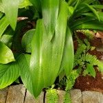 Hymenocallis littoralis Blatt