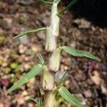 Pennisetum clandestinum Fruit