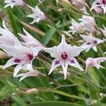 Gladiolus murielaeBloem