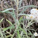 Anaphalis margaritacea Leaf