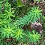 Euphorbia azorica পাতা