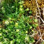 Sagina procumbens ഇല