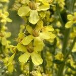 Verbascum lychnitis Virág