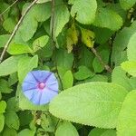 Ipomoea indicaЦвят