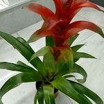 Guzmania monostachia Buveinė