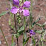 Clarkia rhomboidea Flower