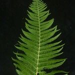 Dennstaedtia appendiculata Leaf