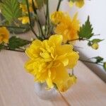 Kerria japonica Floare