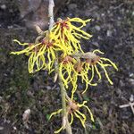 Hamamelis mollis autre