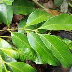 Cassipourea lanceolata Hoja